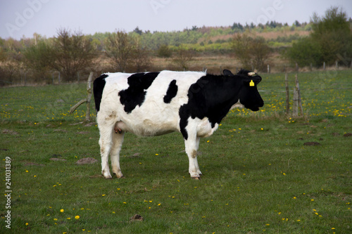vollansicht einer schwarz weiße kuh auf der weide stehend in niederlangen emsland deutschland fotografiert während eines spaziergangs in der natur in farbe