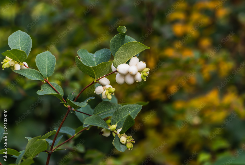 Fototapeta premium A brush of white and green berries Svidina white with green leaves in autumn