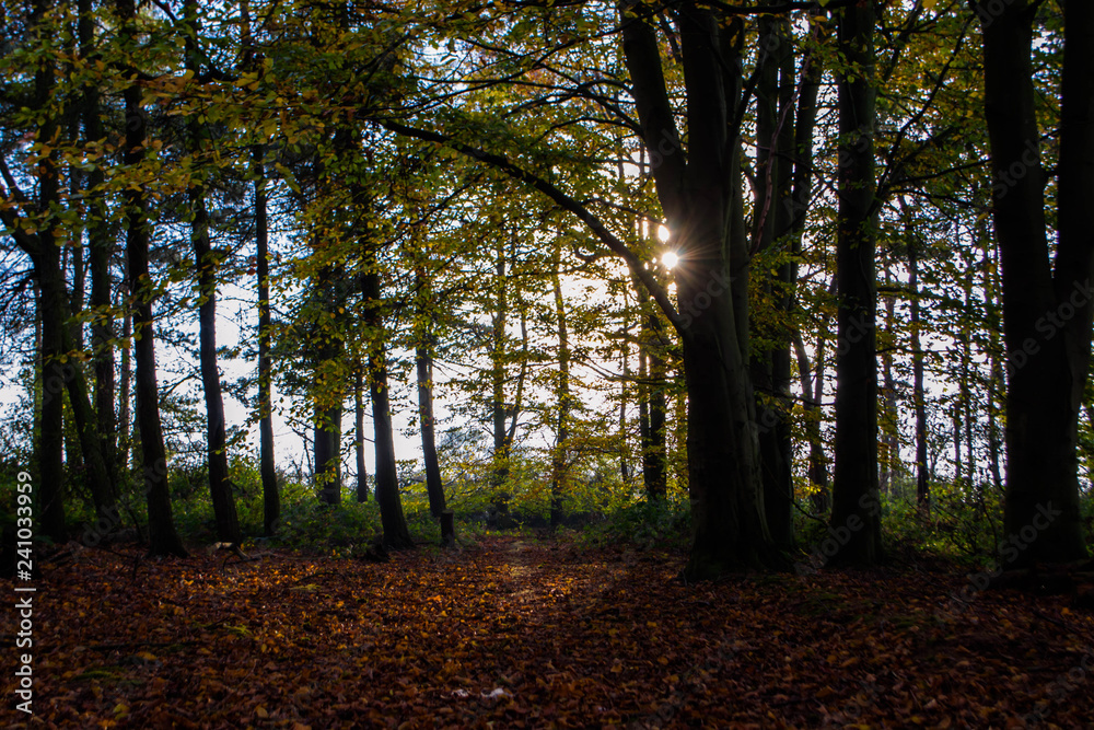 Obraz premium Autumn Forest