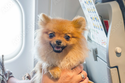 small dog pomaranian spitz in a travel bag on board of plane, selective focus