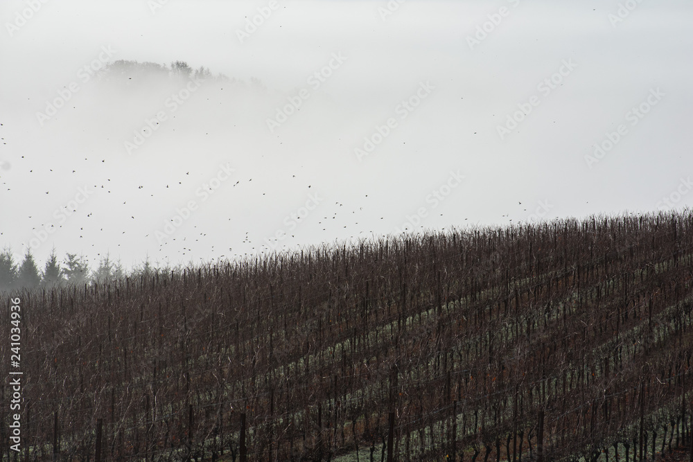 A winter vineyard of bare vines across a hill is dark under a cloudy sky, with a flock of birds flying above.