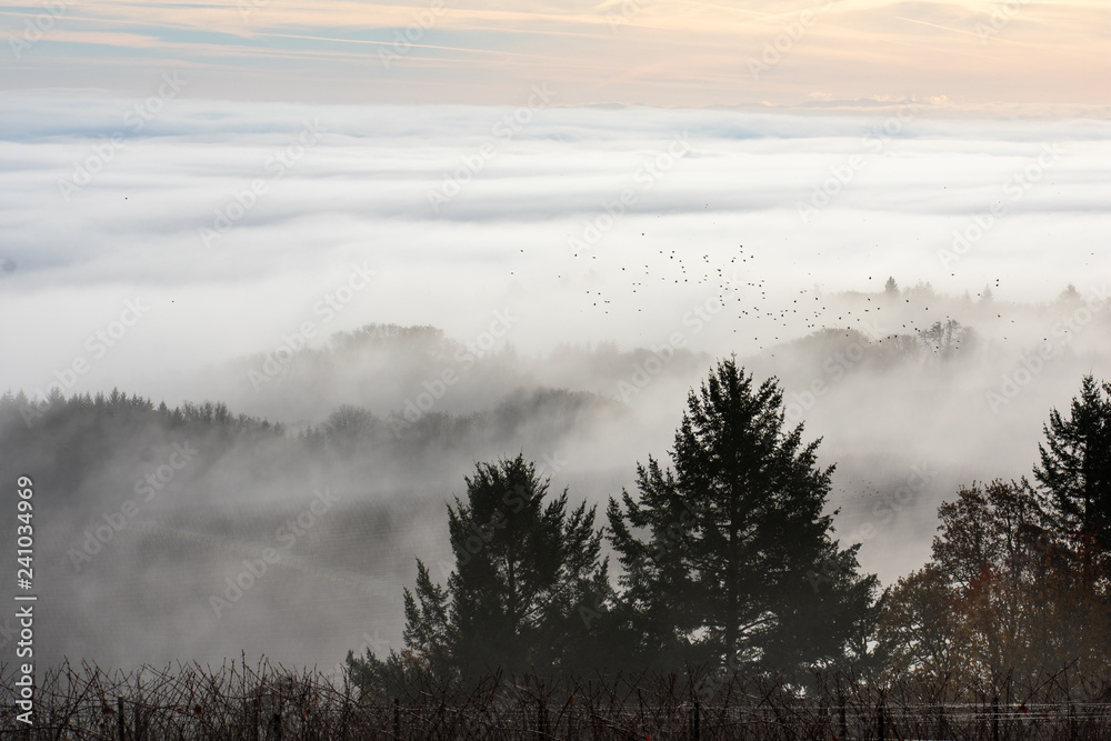 Looking over a winter vineyard layered in fog, fir trees in the foreground, a cloud of birds flying across the fog.