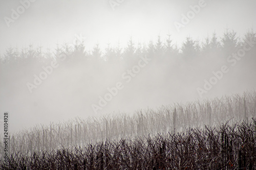 Fototapeta Naklejka Na Ścianę i Meble -  A vineyard in winter of bare vines is layered in mist and backed by ghosts of evergreen trees rising in the fog.