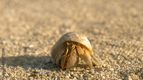 MACRO: Shy white hermit crab hides into its shell while exploring the shore.