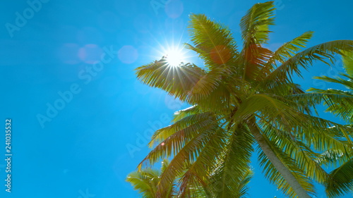 BOTTOM UP  Blinding sunbeams shine through the vivid green palm tree leaves.
