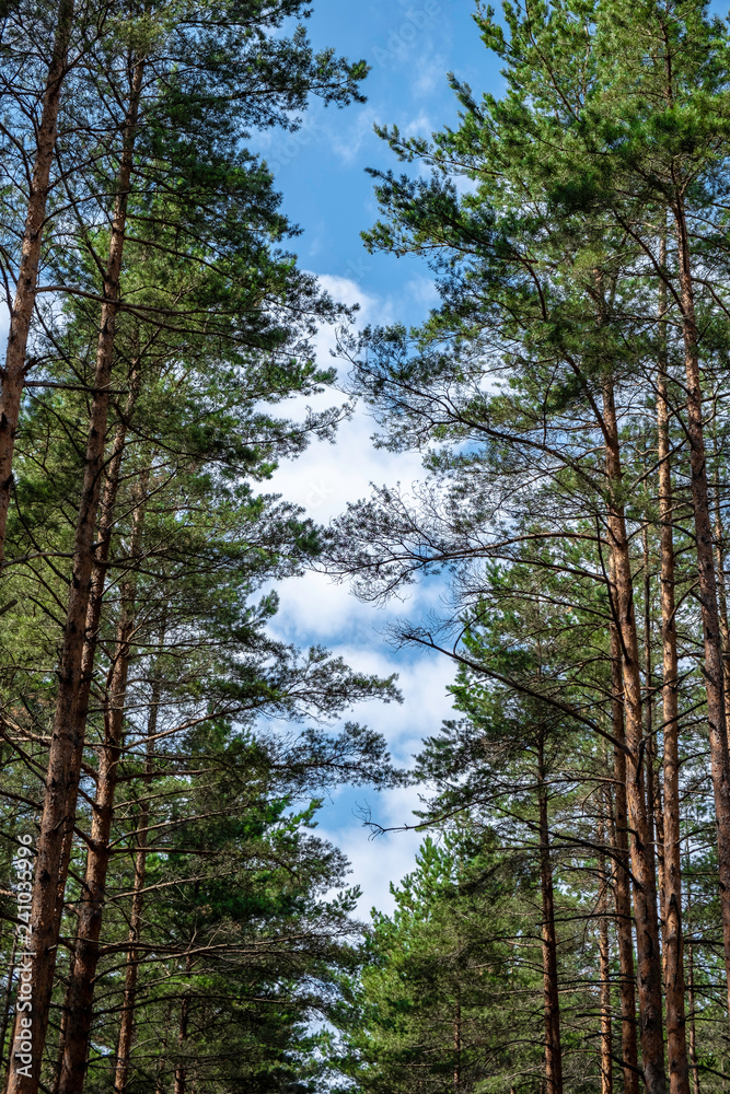 Obraz premium sky and clouds through beautiful pine forest 