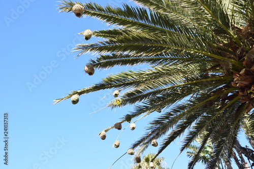 Tree with nests © Silke