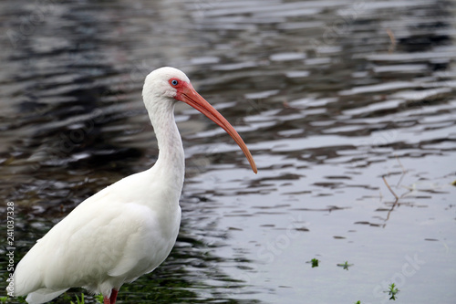 white heron red beak of the lake 2