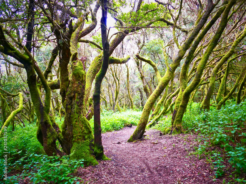 Laurel forest in fog, El Hierro, Canary Islands, Spain Laurel forest in fog, El Hierro, Canary Islands, Spain