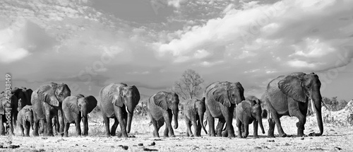 Fotografie, Obraz Panorama of a family herd of elephants walking across the African Plains in Hwan
