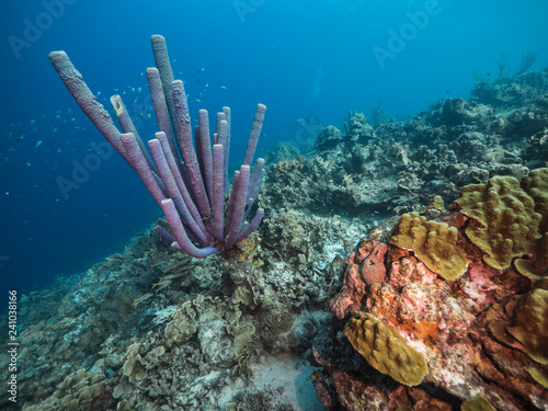 Seascape of coral reef in Caribbean Sea around Curacao at dive site Black Coral Garden with various coral and sponge