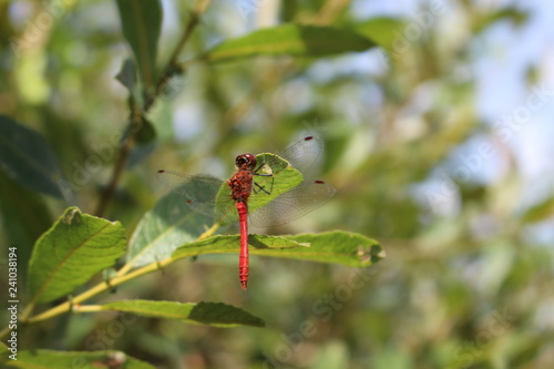 Libellule rouge 