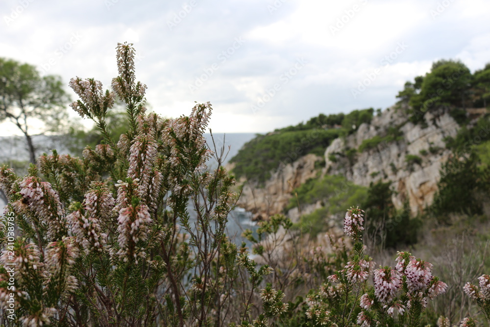 Fleurs au bord de la mer