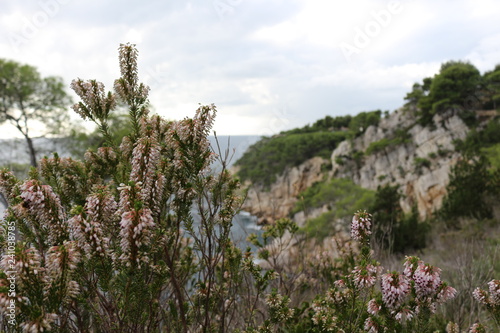 Fleurs au bord de la mer