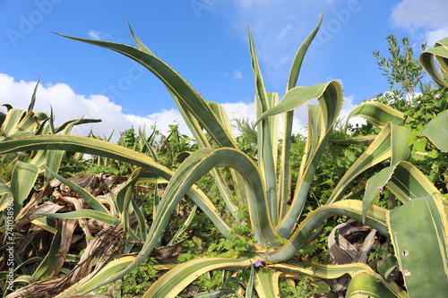 Aloe au bord de la mer