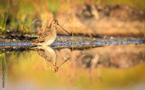 Common snipe with reflection in water