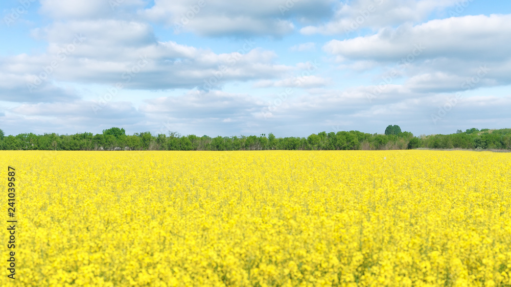canola field full flowering / crop flowering canola fields ukrainyi canola field full flowering / crop flowering canola fields ukrainyi