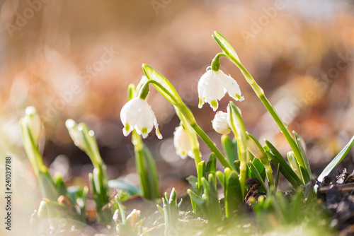 Fototapeta Naklejka Na Ścianę i Meble -  snowdrops in backlight. White beautiful spring flower.