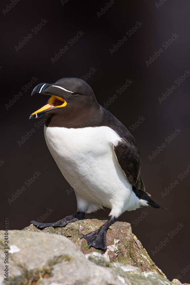 Naklejka premium Razorbill