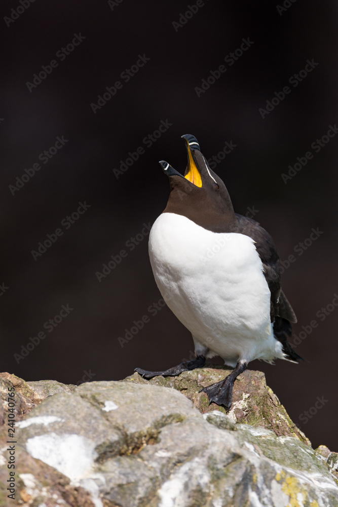 Naklejka premium bird