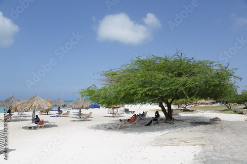 Fototapeta Naklejka Na Ścianę i Meble -  Divi-Divi Tree on Aruba Beach