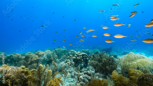 Seascape of coral reef in Caribbean Sea around Curacao at dive site Duane s Release  with various coral and sponge
