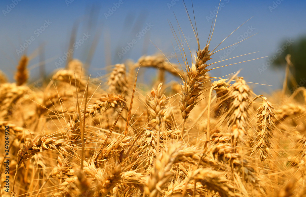 golden Wheat closeup golden Wheat closeup