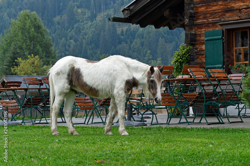 Fototapeta Naklejka Na Ścianę i Meble -  pferd grast vor dem eberlehof in riezlern,  kleinwalsertal