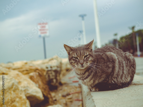 Cold and shelterless cat