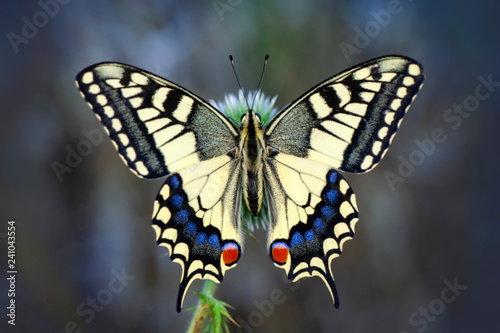 Beautiful butterfly & flower in the garden. © blackdiamond67