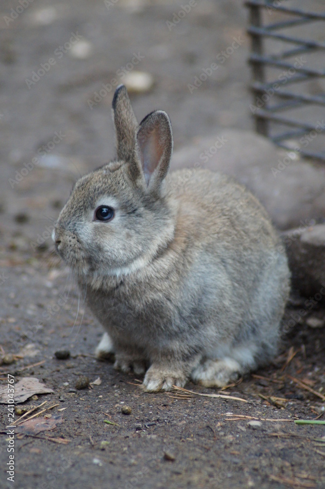 Fototapeta premium Kleine Kaninchen