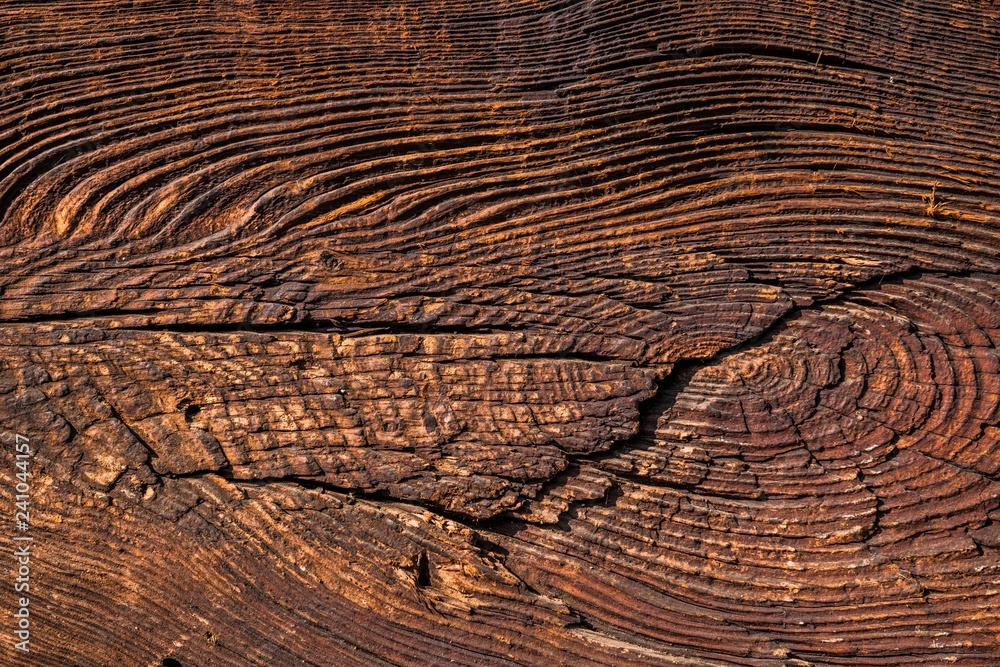 Obraz premium Tekstura starego drzewa