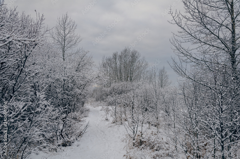 Winter wonderland in the evening Winter wonderland in the evening