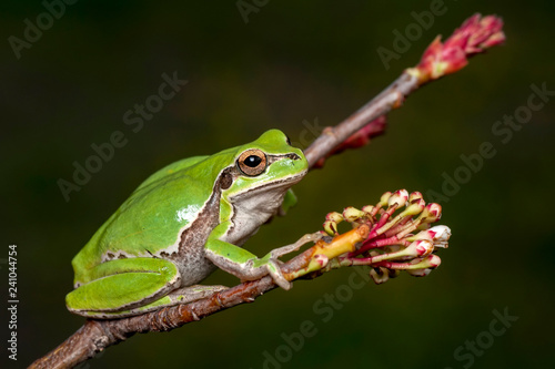 Tree frog - Stock Image