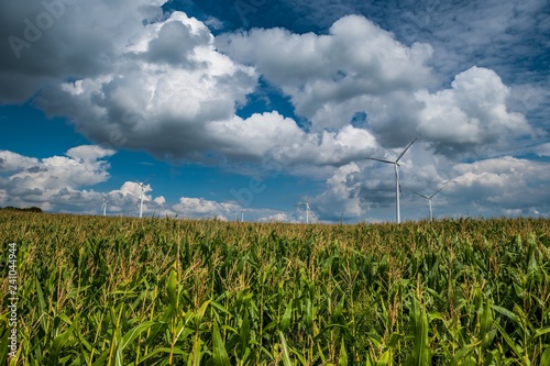 Turbiny wiatrowe na polu kukurydzy