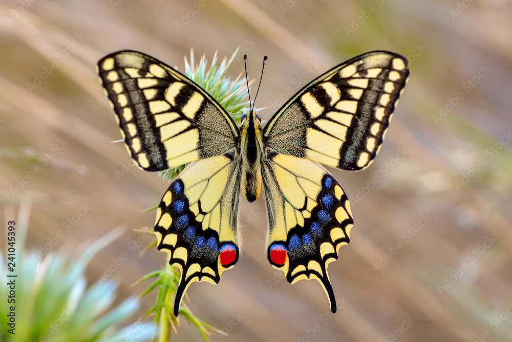 Obraz premium Beautiful butterfly & flower in the garden.
