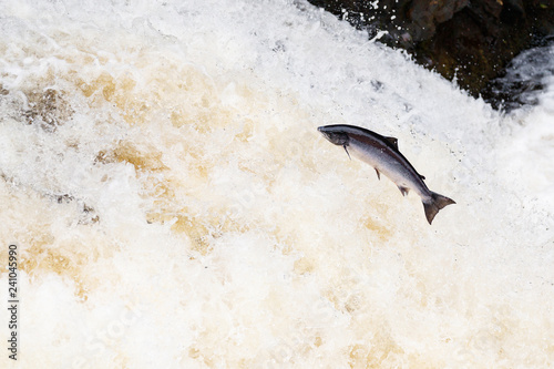 Foto Large Atlantic salmon leaping up the waterfall on their way migration route to t