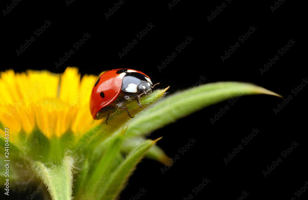 Fototapeta premium Ladybug on green leaf defocused background