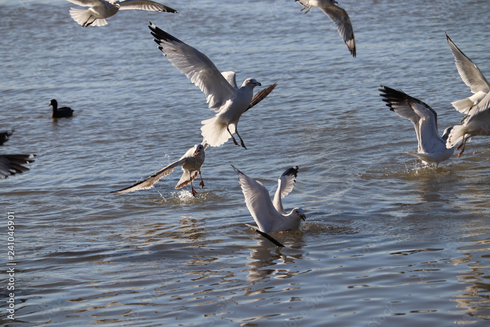 Fototapeta premium Bird