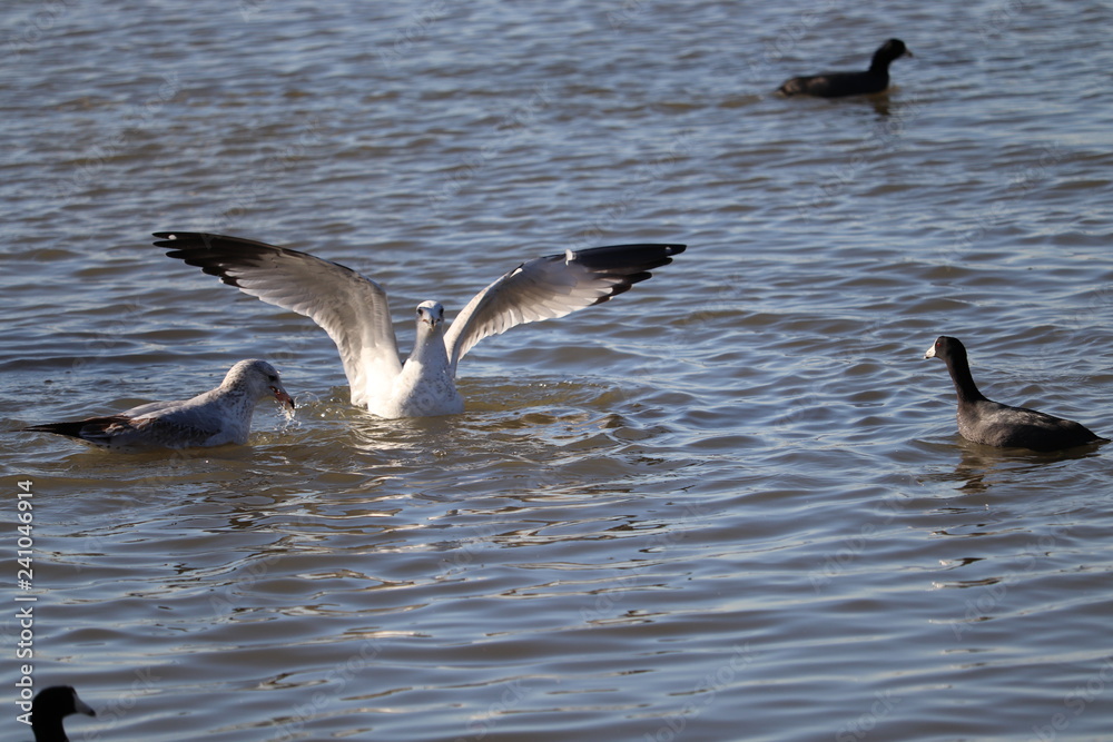 Fototapeta premium Bird