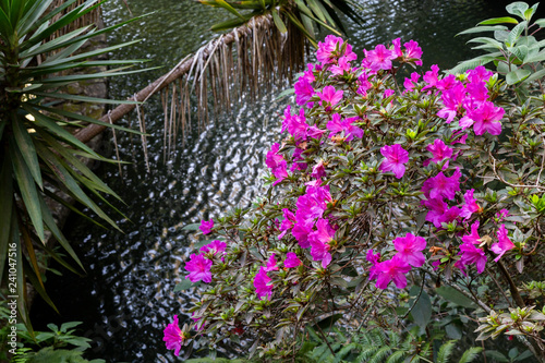 Photo of beautiful purple flowers in the garden on the background of water. Flowers are in green leaves. Jungle, tropics. Gardening. Spring and summer.