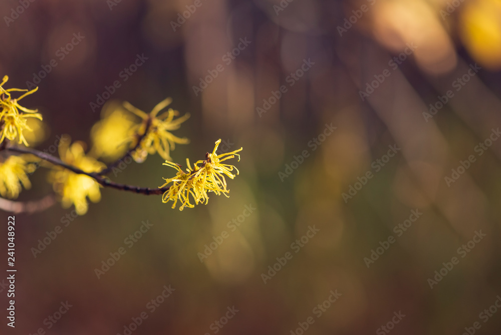 Yellow witch hazel flowers blooming in the winter Yellow witch hazel flowers blooming in the winter