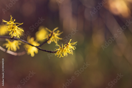 Yellow witch hazel flowers blooming in the winter © Amy Buxton