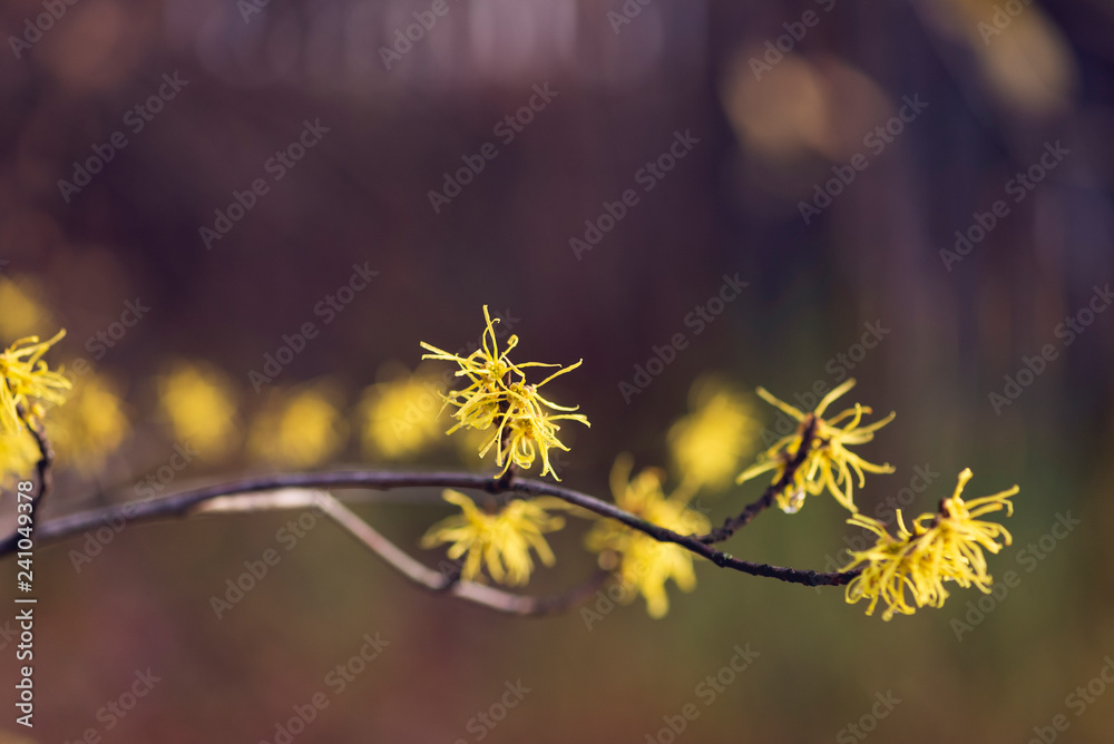 Yellow witch hazel flowers blooming in the winter Yellow witch hazel flowers blooming in the winter