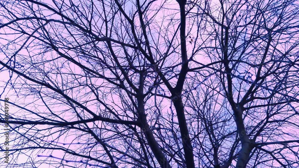 Tree branches. 4k Video Tree branches. 4k Video