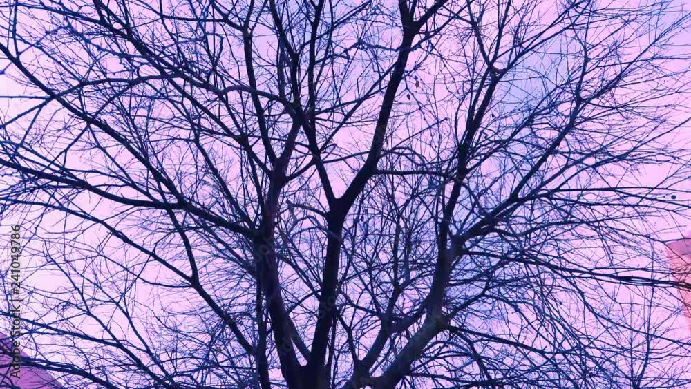 Tree branches. 4k Video Tree branches. 4k Video