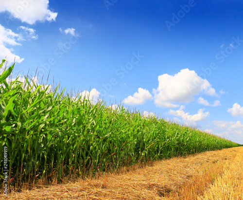 Fotografia Stubble field after cutting grain and corn field