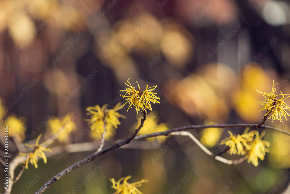 Yellow witch hazel flowers blooming in the winter Yellow witch hazel flowers blooming in the winter