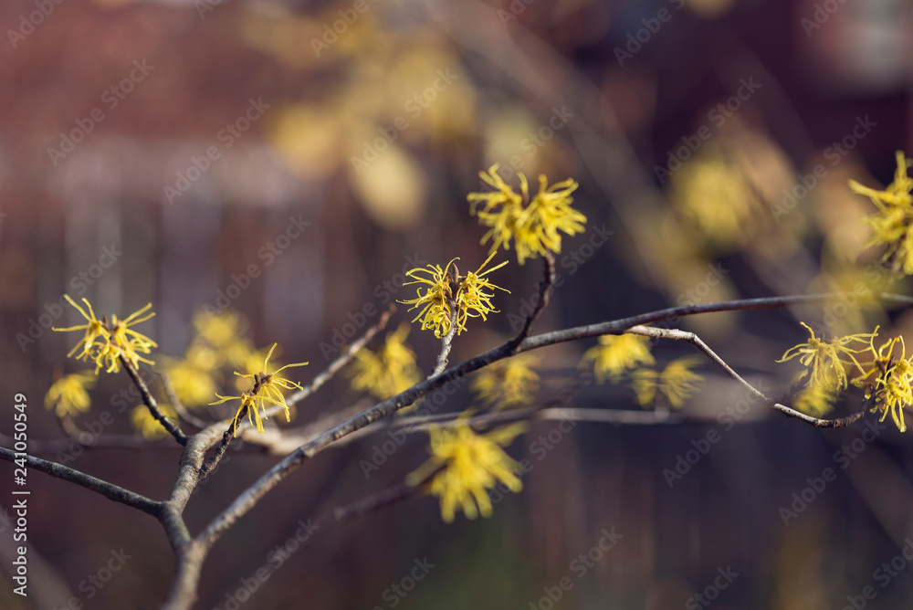 Yellow witch hazel flowers blooming in the winter Yellow witch hazel flowers blooming in the winter