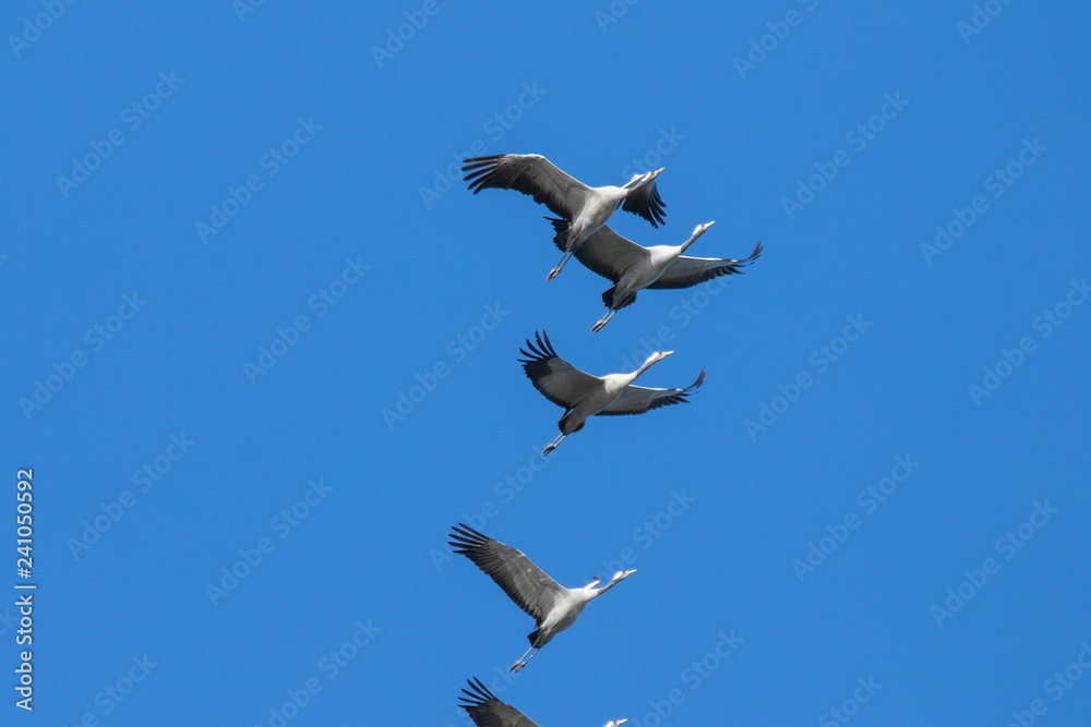 Obraz premium Graukranich